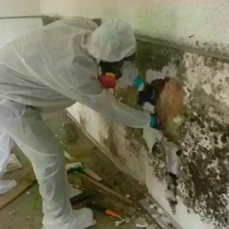 Mold Remediation and Removal in Algonquin, MD